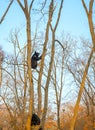 Bear cubs play in a tree, climbed high on the branches and a cute bite each other.