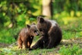 Bear cubs playing in forest Royalty Free Stock Photo