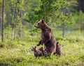 She-bear with cubs on the shore of a forest lake.