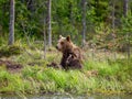 She-bear with cubs on the shore of a forest lake.