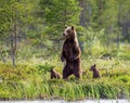 She-bear with cubs on the shore of a forest lake.