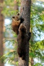 Bear cubs on tree Royalty Free Stock Photo