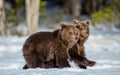 Bear cubs walking on the snow in winter forest Royalty Free Stock Photo