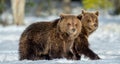 Bear cubs walking on the snow in winter forest Royalty Free Stock Photo