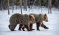 Bear cubs walking on the snow in winter forest. Wild nature. Royalty Free Stock Photo