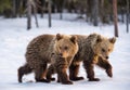 Bear cubs walking on the snow in winter forest. Royalty Free Stock Photo