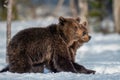 Bear cubs walking on the snow in winter forest. Royalty Free Stock Photo