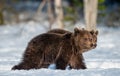 Bear cubs walking on the snow in winter forest. Royalty Free Stock Photo