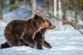 Bear cubs walking on the snow in winter forest. Royalty Free Stock Photo