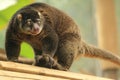 Bear cuscus Royalty Free Stock Photo