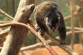 Bear cuscus Royalty Free Stock Photo