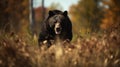 Autumn Bear: A Photographic Portrait With Rtx On And Exaggerated Expressions