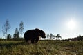 Bear at daylight. wide angle view of brown bear
