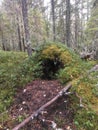 Bear den in an old anthill with forest in background Royalty Free Stock Photo