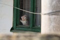 Bear doll abandoned and forgotten on the window of the old house Royalty Free Stock Photo