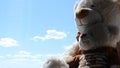 Bear dolls. View from high-rise building glass window. White bear sitting and looking at intside apartment, narrow space Royalty Free Stock Photo