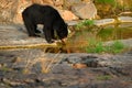 Bear drinking from water pond in rock. Wild sloth bear, Melursus ursinus, Ranthambore Park, India. Sloth bear staring directly at