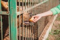 A bear eats an Apple from a man`s hand through the bars of a cage. Royalty Free Stock Photo