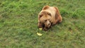bear eats fruits. Bear in the reserve. Predatory animals.Cute funny bear.Food for large predators.