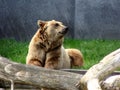 Bear Enjoying the Day at the Zoo