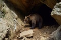 bear entering a cave for refuge