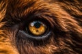 Bear eye closeup macro. Generate Ai