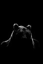 Bear face contour isolated on black background