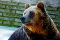 Bear face. Photos and graphic effect. Profile portrait. Royalty Free Stock Photo