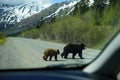 Bear family crossing the road as seen from inside of a stopped vehicle Royalty Free Stock Photo