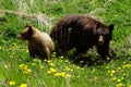 Bear family of mother and cub exploring dandelion meadow