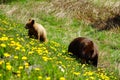 Bear family of mother and cub exploring spring dandelions