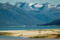 Bear family on sandy beach in Haines, Alaska Royalty Free Stock Photo