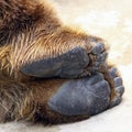 Bear feet