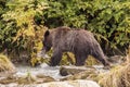 Bear fishing in Chilkoot river near Haines