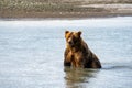 Alaskan coastal brown bear grizzly sits in the water fishing for salmon in Katmai National Park Royalty Free Stock Photo