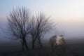 Bear in the fog. Wildlife. Royalty Free Stock Photo