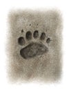 Bear footprint