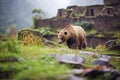 bear foraging on andean terraces