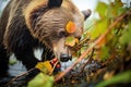 bear foraging for berries, vibrant foliage around Royalty Free Stock Photo