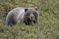 Berry Foraging Bear Royalty Free Stock Photo