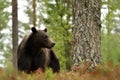 Bear in the forest next to the pine tree