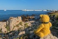 Bear at French south coast