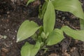 Bear garlic flower with green young leafs in spring day