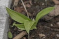 Bear garlic flower with green young leafs in spring day