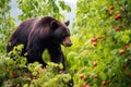 bear gathering berries in the summertime Royalty Free Stock Photo