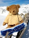 Bear on the snowbord Royalty Free Stock Photo