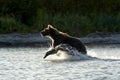 The bear goes on water. Royalty Free Stock Photo