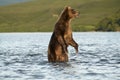 The bear goes on water. Royalty Free Stock Photo