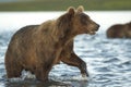 The bear goes on water. Royalty Free Stock Photo