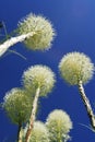 Bear grass Royalty Free Stock Photo